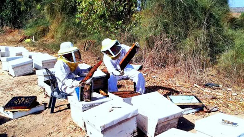 הדבוראי משה לניאדו בבידקת כוורות