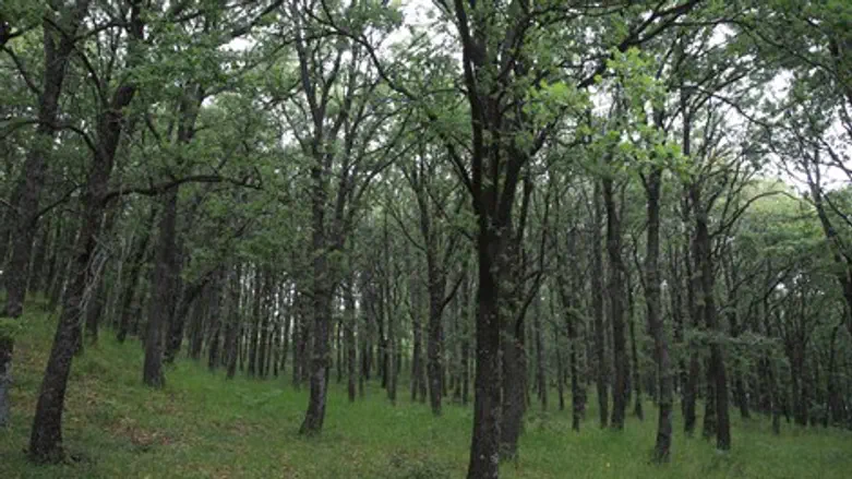 עצים עץ יער