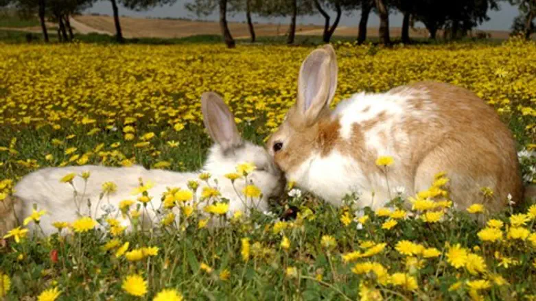 אומנות נשיאת החן