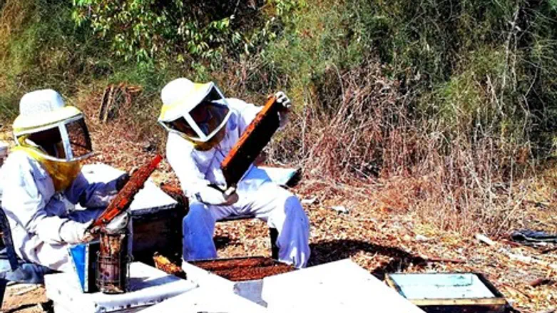 עובדים בכוורות בעוטף עזה