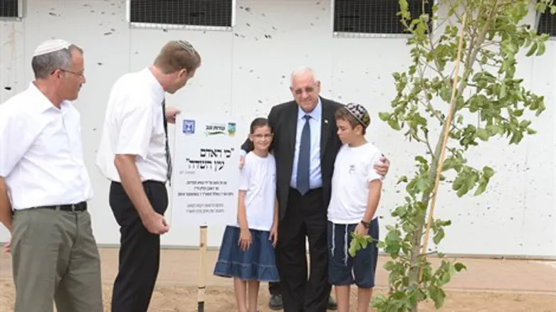 עץ במקום רקטה