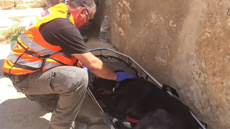 מחלצים את "סימבה"