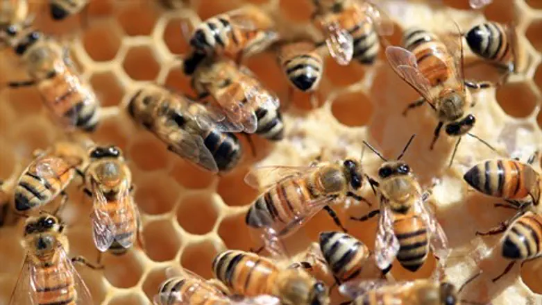 Bees on a honeycomb (illustration)