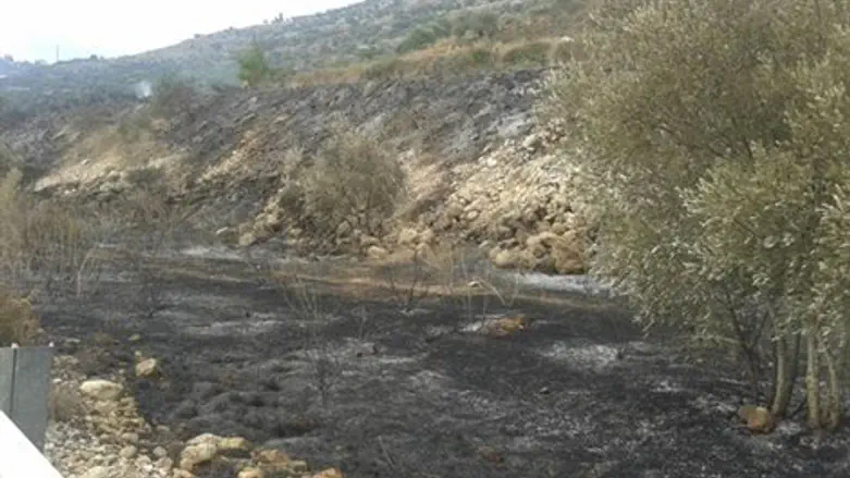 שריפה ביער דולב