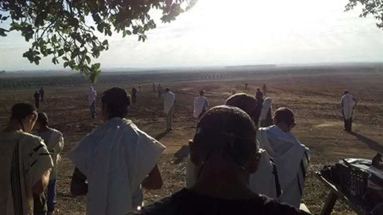 בגבעת התאנים