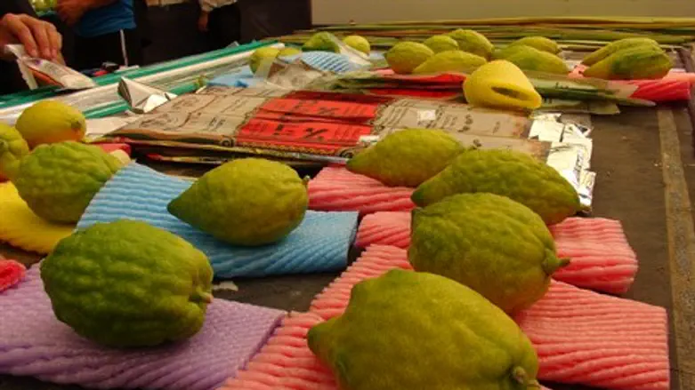 אתרוג ארבעת המינים