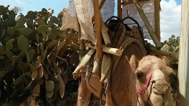 סוכה על גמל, כשר?