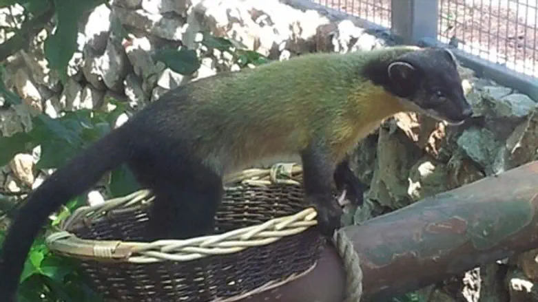 דלק צהב גרון