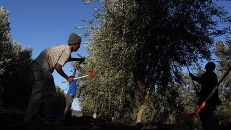 Сбор урожая оливок. Иллюстрация