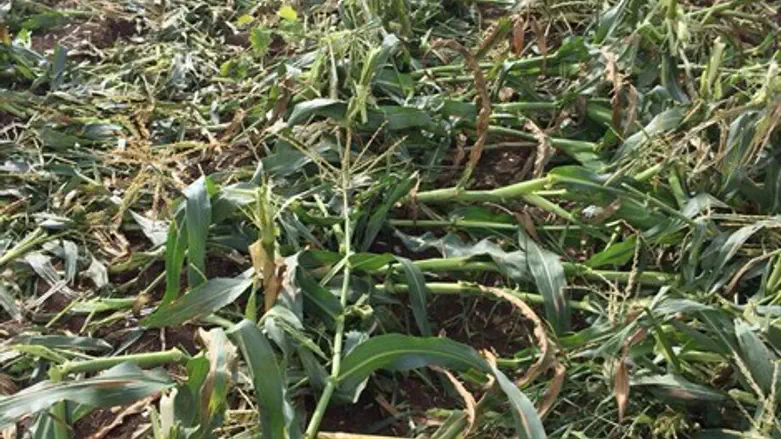 נזק לגידולי תירס