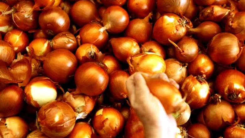 בצל. אילוסטרציה