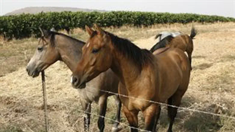 סוסים בשירות הטרור