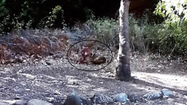 הזאב הנושך בשמורת תל דן 