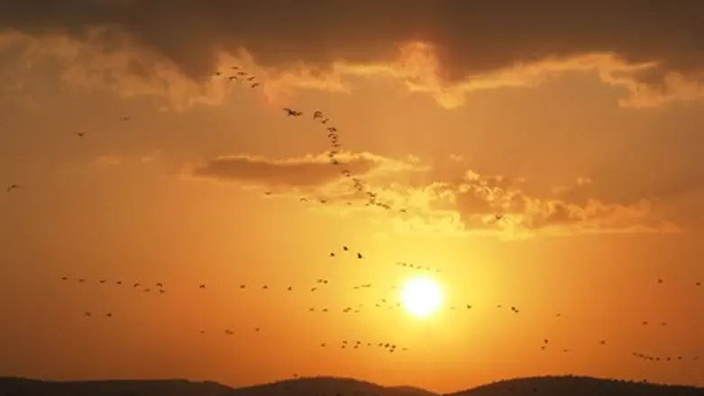 חורף של צפרים