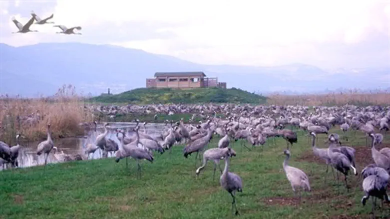 עגורים באגמון החולה