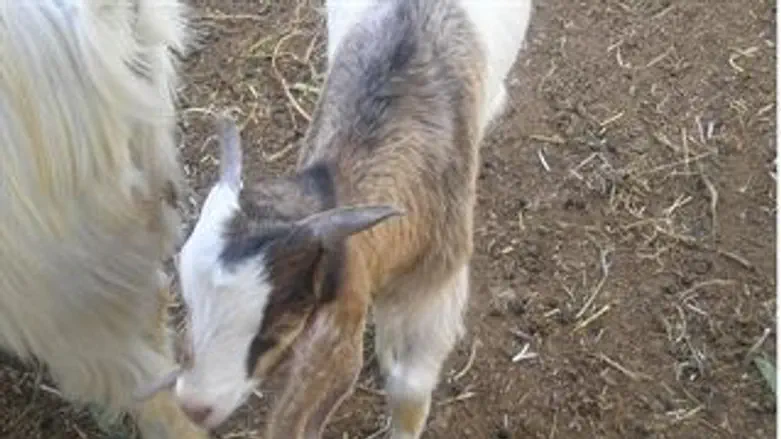 למצולם אין קשר לאמור בכתבה