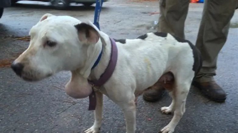 הכלבה שהוחרמה