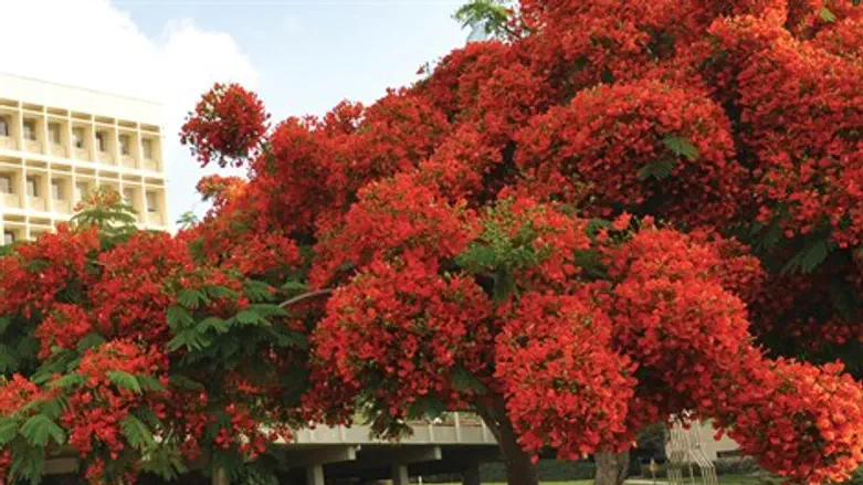 צאלון נאה במכון וייצמן