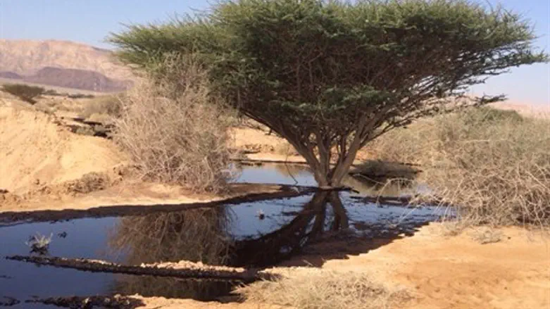 דליפת הנפט בערבה