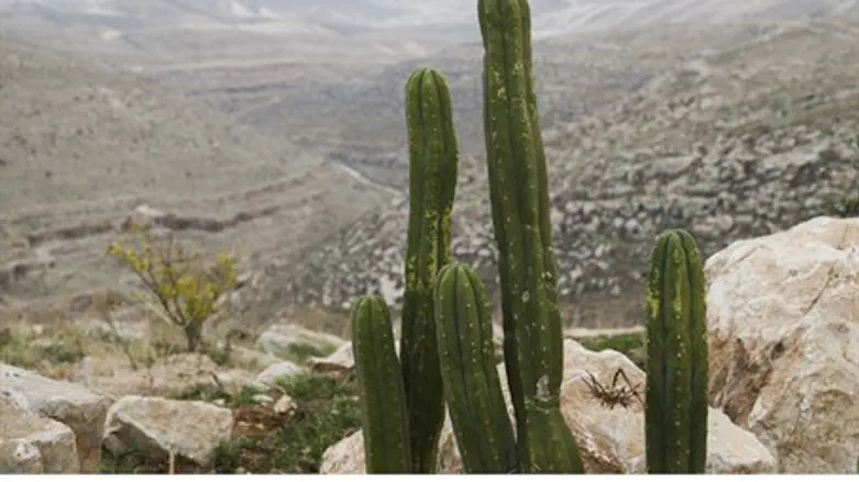 Вид из Ткоа на Иудейскую пустыню