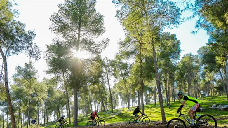 שביל אופניים ביער להב