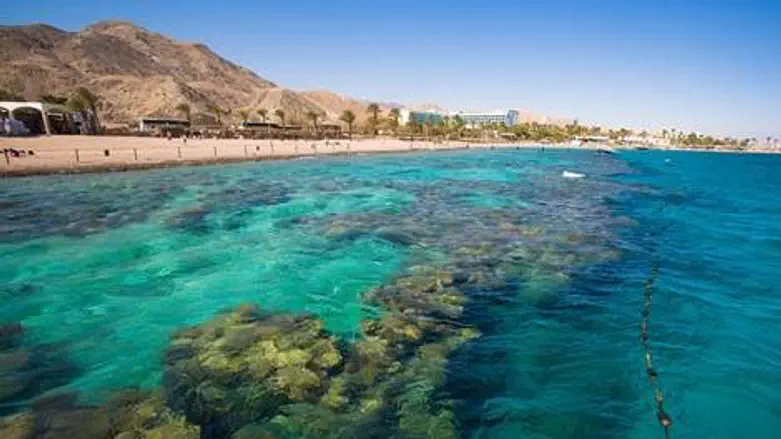 אלמוגים באילת