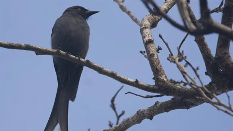 דרונגו מפוייח