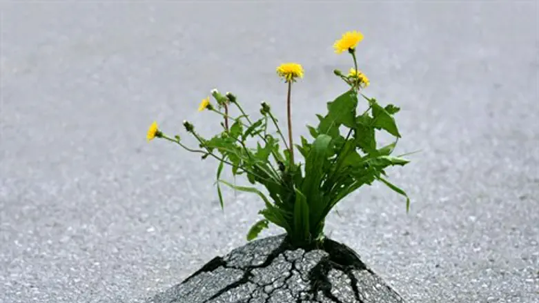 לא לשנות סדרי בראשית