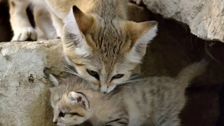 Sand cats (illustration)