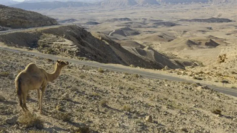 מסכנים חיים