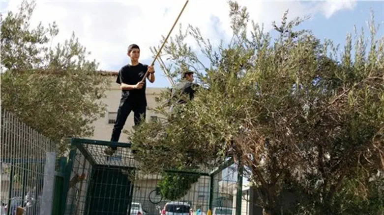 מי מאחורי השמן והזיתים?