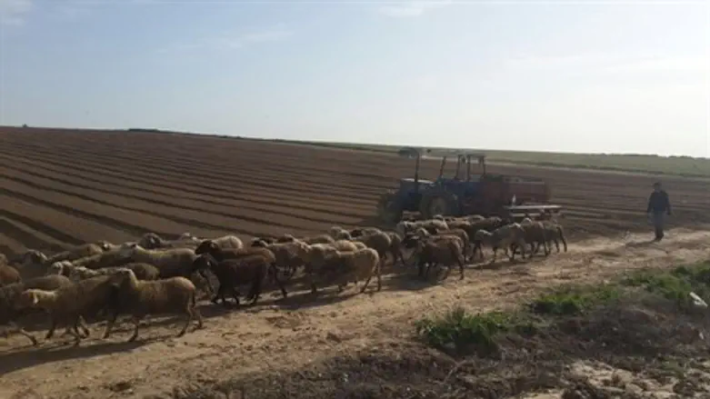 העדר נעלם, מסוק הוזנק