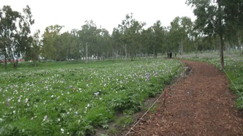 כלניות במנחת מגידו