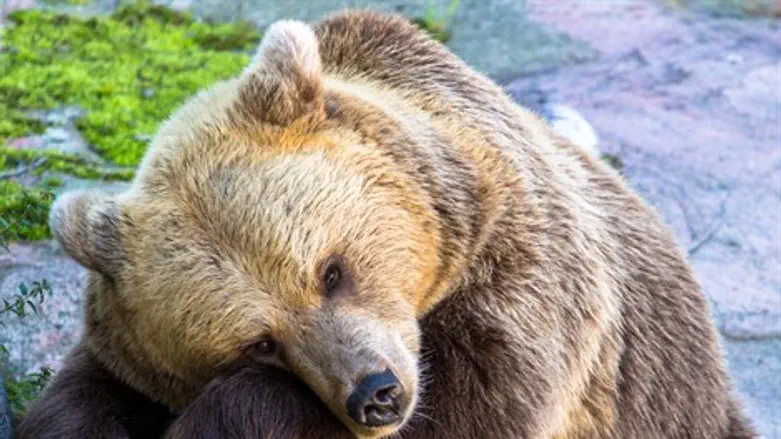 לישון כמו דוב