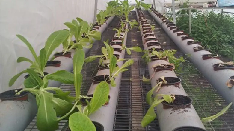 גידול ירקות הידרופוני