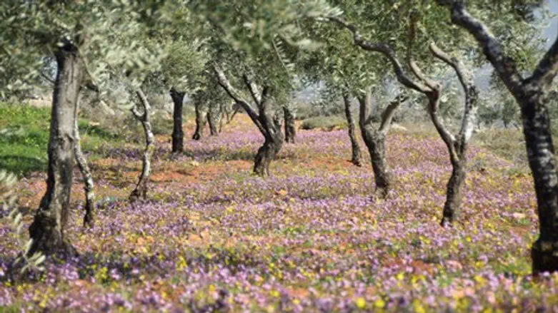 פריחה בשומרון