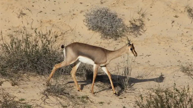 הצביה שתועדה