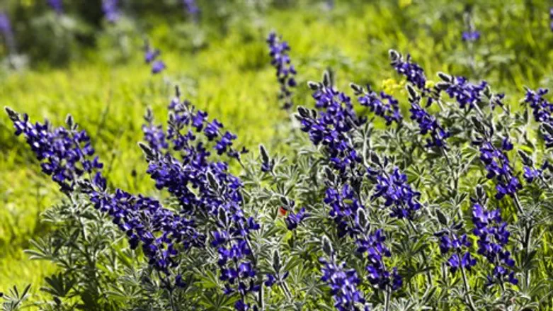 שואפים לפרוח