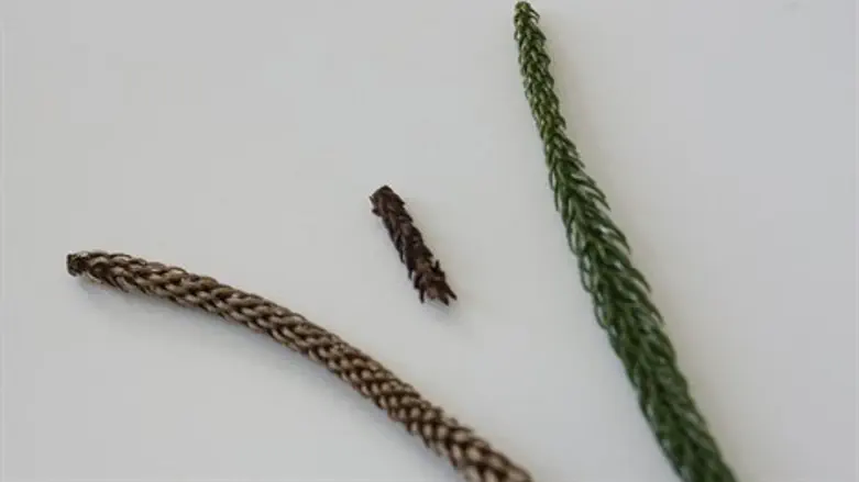 במרכז התמונה, הענף שחסם את ריאת הפעוטה