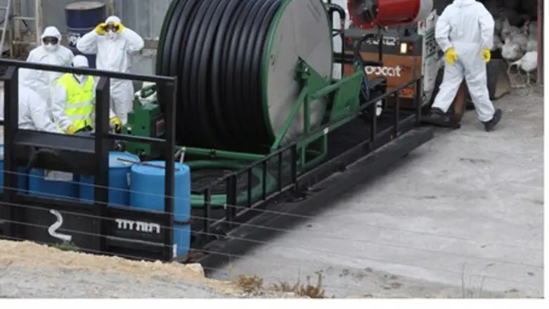 Avian flu at bird coop (file)