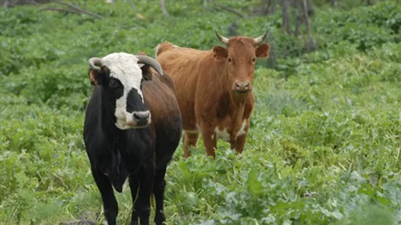 גניבות. בקר במרעה