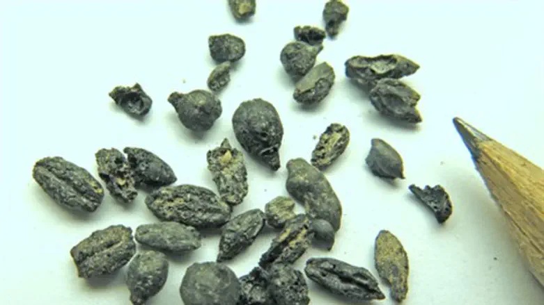 המשימה הבאה - לשחזר את היין העתיק