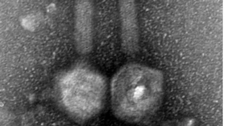 EFDG1 bacteriophage