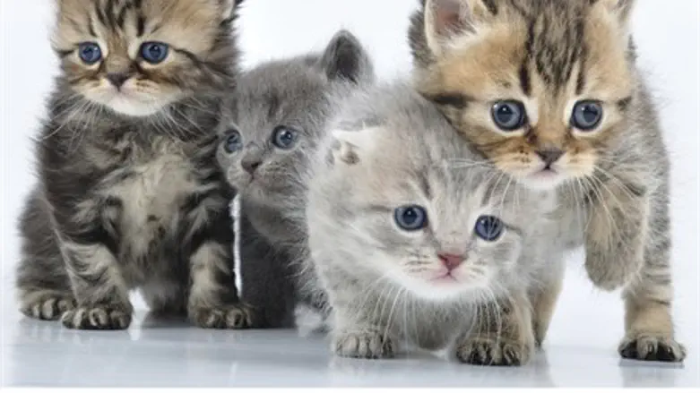 ISIS's most deadly weapon