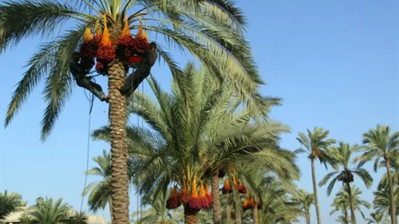 הדקלים נרגעו. התולעים בדרך