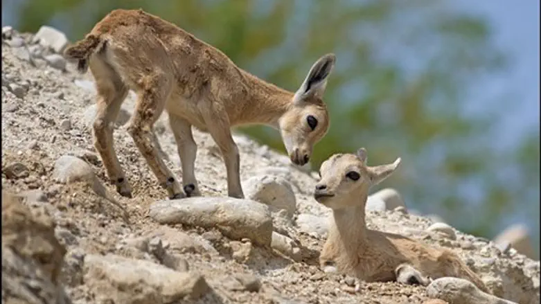 יעלים צעירים