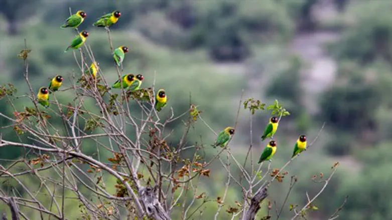הנשמה רוצה מפגש