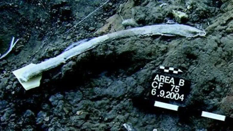 Elephant rib bearing cut marks from flint tool