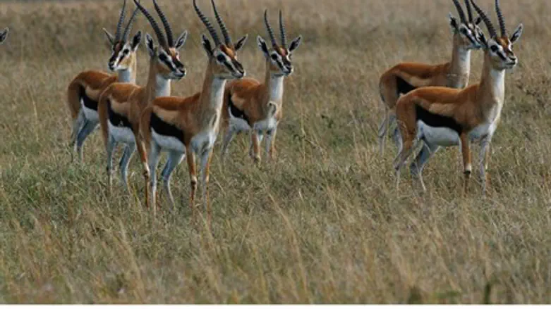 Gazelles