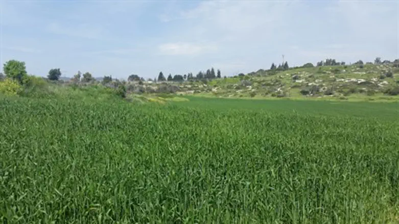 שדות חיטה בגליל התחתון